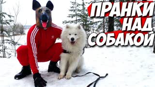 7 ПРАНКОВ НАД СОБАКОЙ