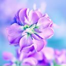 Фотография Барышевой Ани