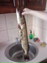 Андрій Кушнір фотография #17 (источник - https://vk.com/id29148520)