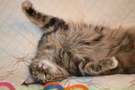 Фотография Рубцовой Олеси