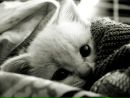 Фотография Спековой Екатерины
