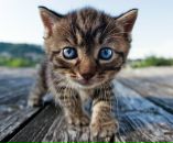 Юлія Чмут фотография #49 (источник - https://vk.com/id14755871)