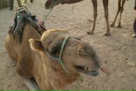 Фотография Минаева Романа