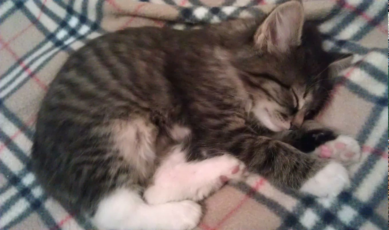 Антон Ковригин фотография #7