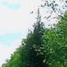 Андріана Петерсон фотография #25 (источник - https://vk.com/id156584043)