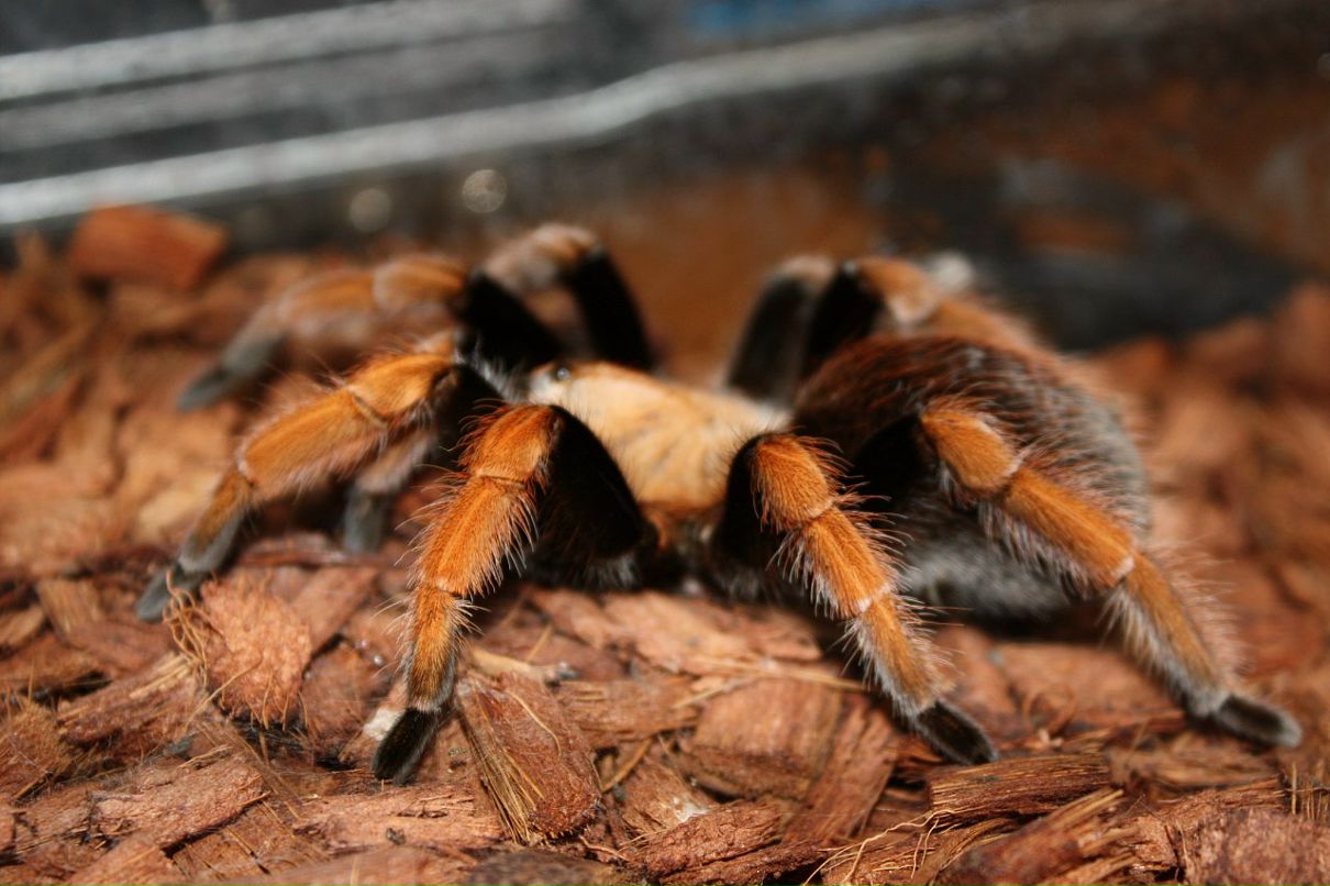 Дмитрий Борисенко фотография #27