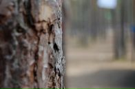 Анна Иванова фотография #39 (источник - https://vk.com/id3065498)