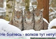 Ірина Чмир фотография #3 (источник - https://vk.com/id31879853)