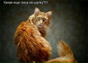 Макс Корн фотография #50 (источник - https://vk.com/id15579484)