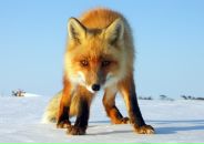 Фотография Карпец Ольги