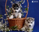 Ірина Шпортко фотография #41 (источник - https://vk.com/id77277537)