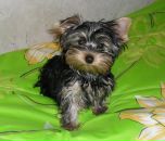 Фотография Барской Анютки