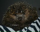 Фотография Коноревой Вероники