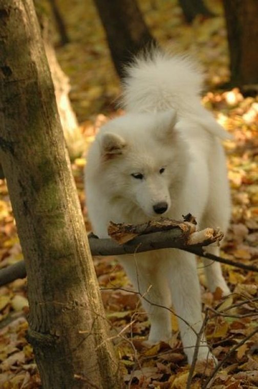 Anton Chernikoff фотография #1