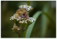 Фотография Шиманской Анастасии