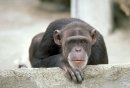 Ape Obstinate фотография #12 (источник - https://vk.com/id4298826)