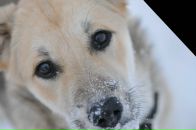 Фотография Студёновой Елены