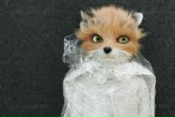 Mi Mi фотография #11 (источник - https://vk.com/id4196332)