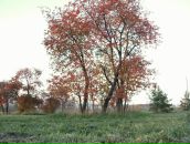 Рю Мураками фотография #30 (источник - https://vk.com/id2067589)