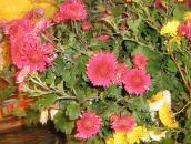 Ліля Когут фотография #35 (источник - https://vk.com/id71418373)