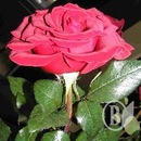 Свєта Деркач фотография #35 (источник - https://vk.com/id131641715)