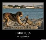 Світлана Пушкарська фотография #49 (источник - https://vk.com/id32784925)