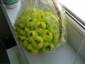 Любовь Κарасева фотография #14 (источник - https://vk.com/id131663452)