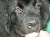 Фотография Шмалун Вероника