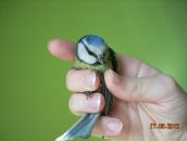 Вікторія Цвітка фотография #50 (источник - https://vk.com/id32911090)