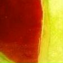 Елена Дмитриева фотография #7 (источник - https://vk.com/id485380)