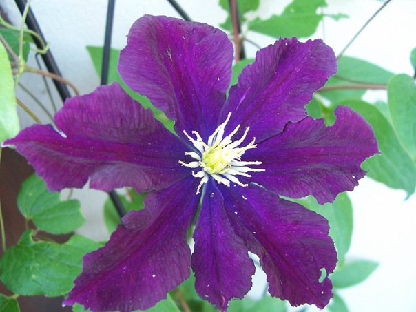 Olga Oconnell фото №44