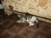 Наташа Кіра фотография #25 (источник - https://vk.com/id28196644)