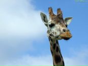 Фотография Поповой Ани