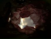 Sir Samoseiko фотография #30 (источник - https://vk.com/id11937889)