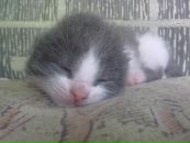 Фотография Клунной Елены