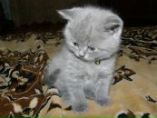 Дима Петухов фотография #37 (источник - https://vk.com/id2730252)