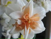 Фотография Бенгерт Анастасии