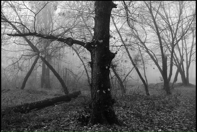 Саша Тарасенко фотография #27