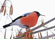 Фотография Виноградовой Оксаны