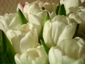 Фотография Андреевой-Красносельской Светланы