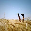 Фотография Бывалый-Стройков Павел