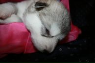 Фотография Четвериковой Екатерины