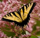 Фотография Камышной Веры