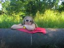 Оксана Хархаліс фотография #44 (источник - https://vk.com/id41092785)