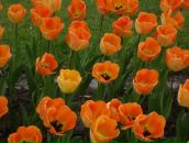 Іванна Шкода фотография #10 (источник - https://vk.com/id88756593)