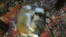 Фотография Тужилкина Дарья