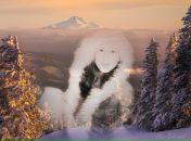Фотография Лебедь Вероники
