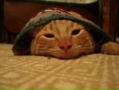 Фотография Ремизова Александра