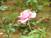 Фотография Каетиной Дарьи