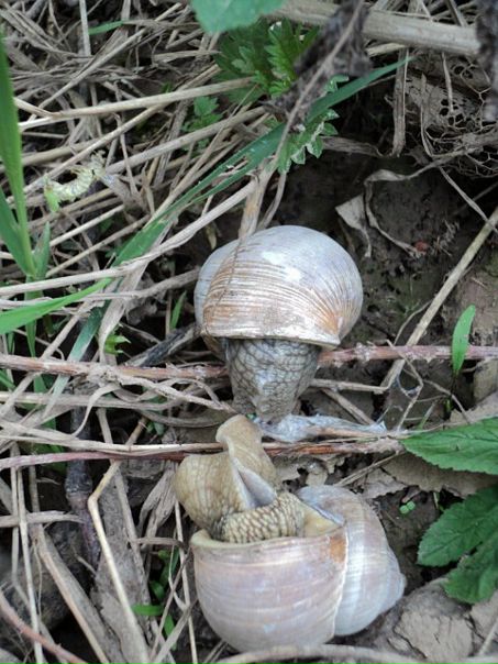 Ло Киф фото №31